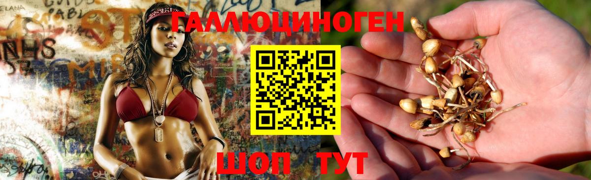 Псилоцибиновые грибы Psilocybe Дивногорск